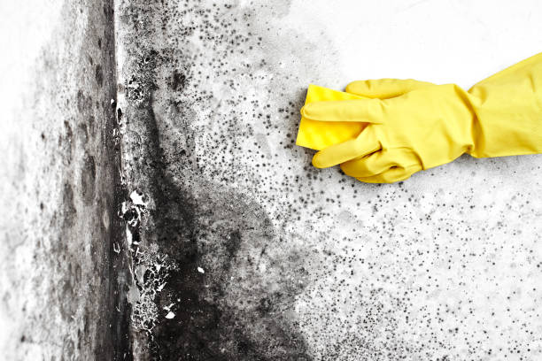 Best Residential Mold Removal  in French Valley, CA