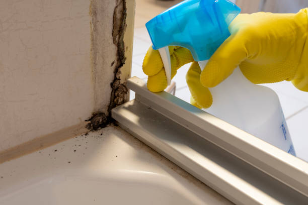 Best Attic Mold Removal  in French Valley, CA