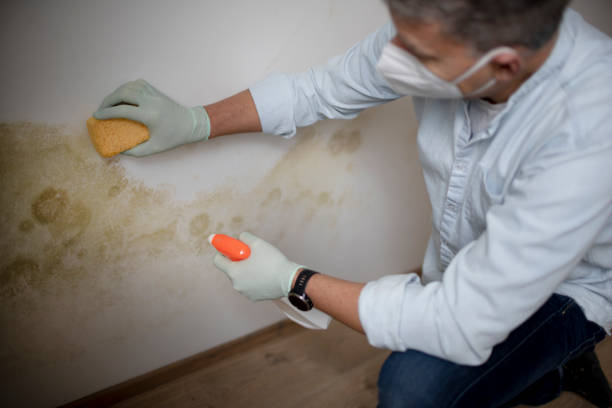 Best Fast Mold Removal  in French Valley, CA
