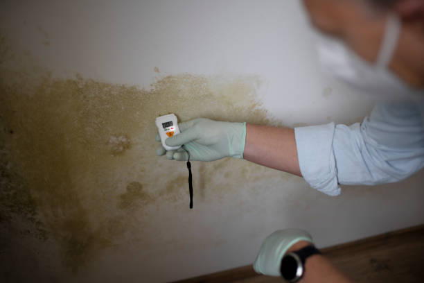 Best Office Mold Removal Services  in French Valley, CA
