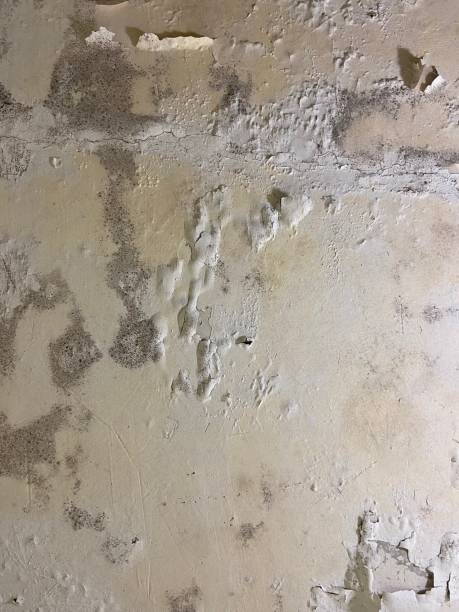 Best Professional Mold Removal  in French Valley, CA
