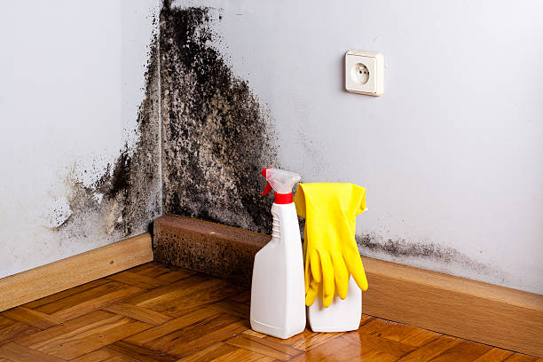 Mold Testing and Removal in French Valley, CA