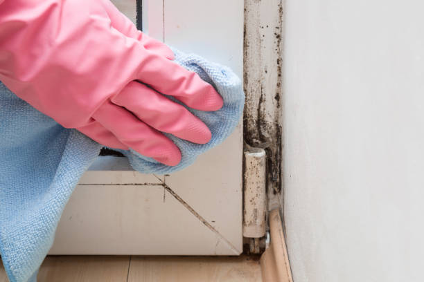 Best Mold Damage Repair  in French Valley, CA